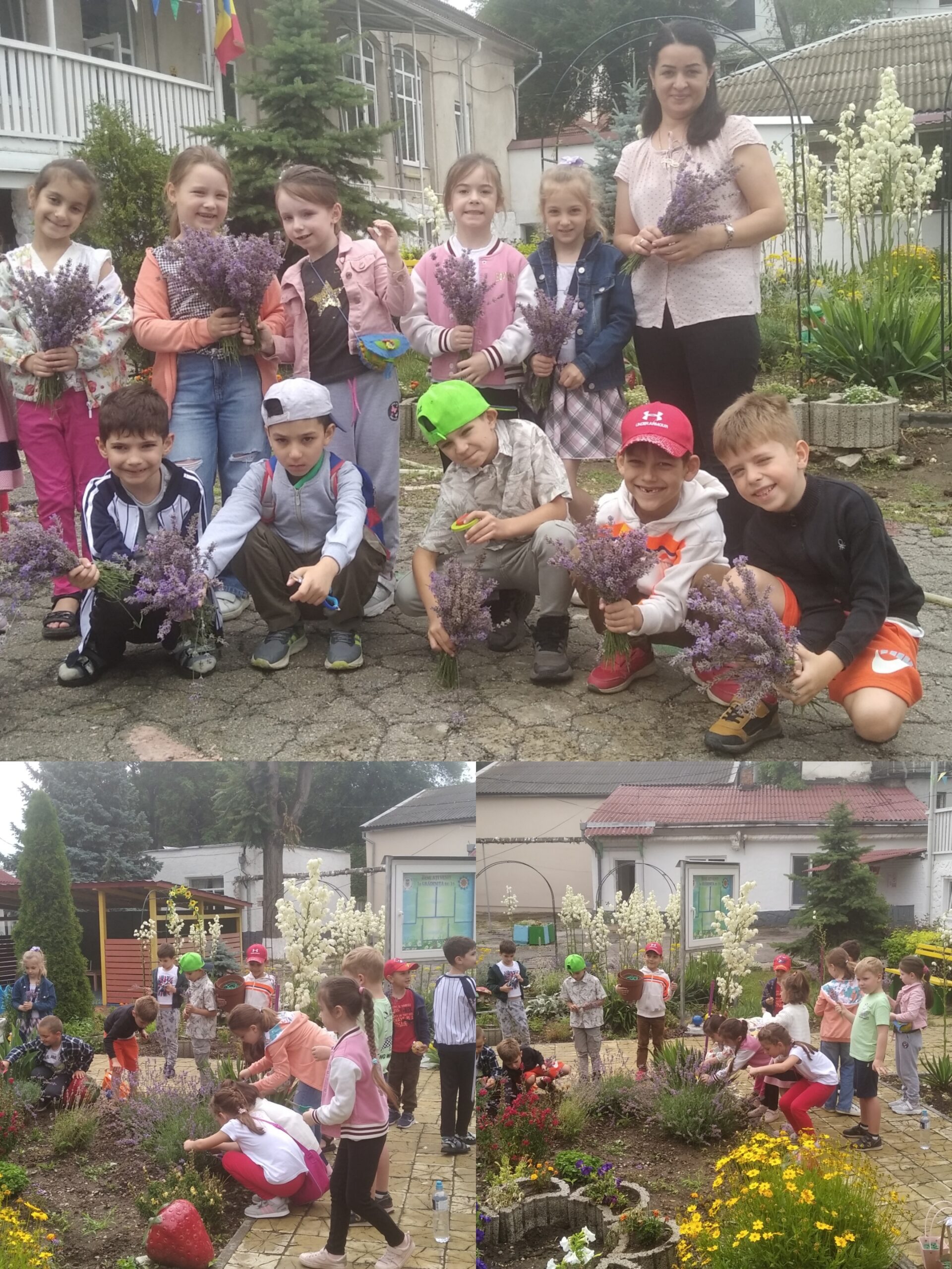 Aerul din curtea creșei-grădiniță nr.16 este parfumat de mireasma florilor de levănțică